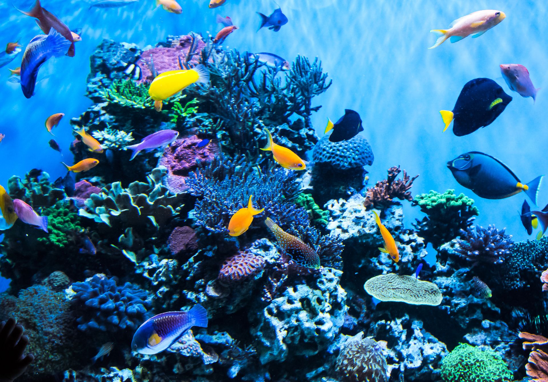 SeaWorld San Diego
